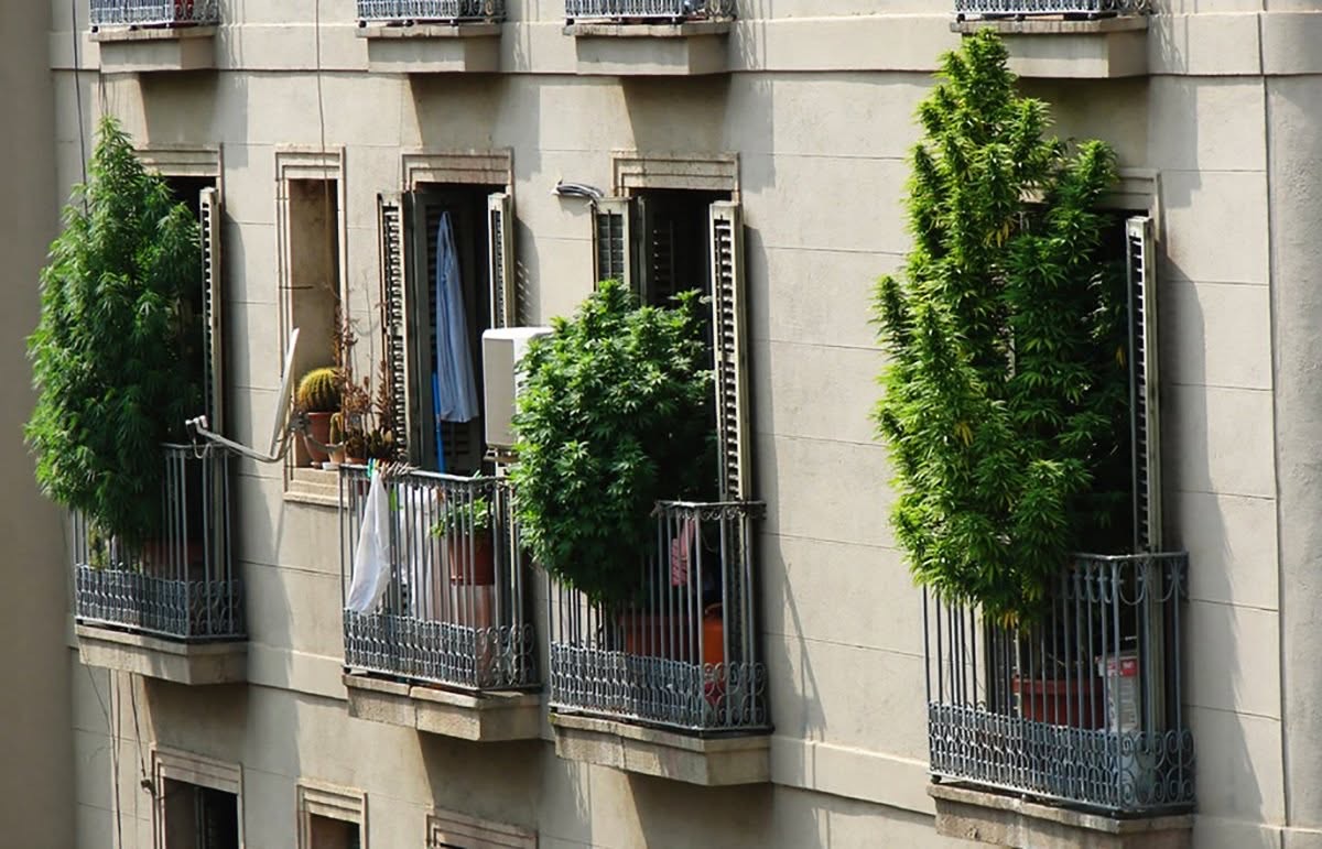 Appartementbalkons met hoge groene planten in vol daglicht