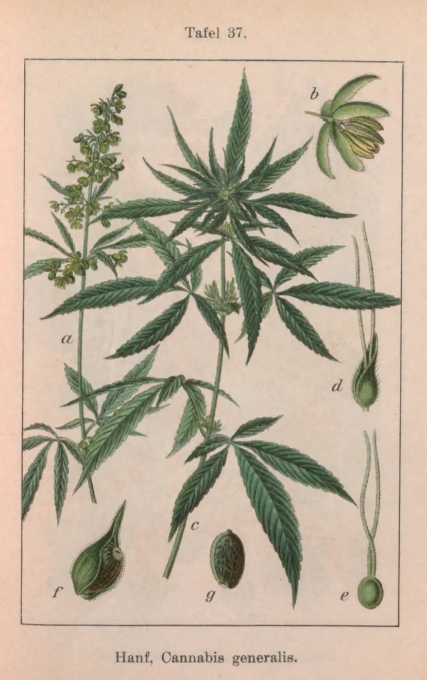 Handgekleurde botanische plaat van een hennepplant met zaden uit Sturms Flora von Deutschland, 1796